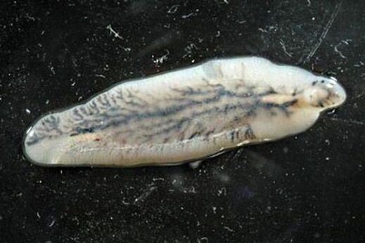 συκώτι στον άνθρωπο