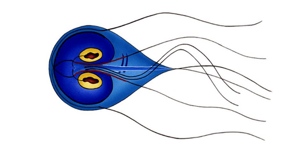Εντερική Giardia